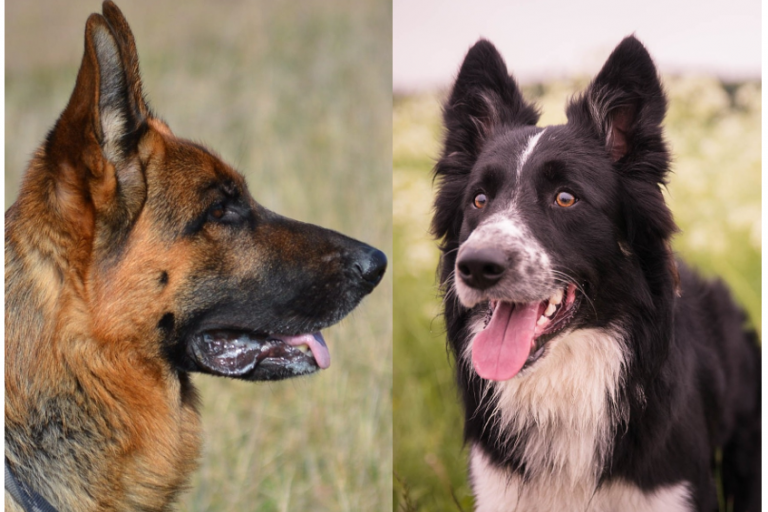 Multi Drug Resistance (MDR1 Hund) generatio.de